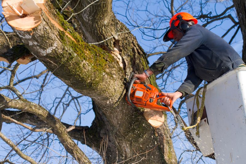 Apple Tree Removal in Reno, NV