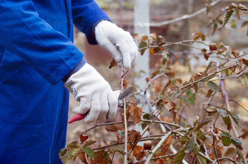 Butterfly Bush Pruning in Rockwall, TX