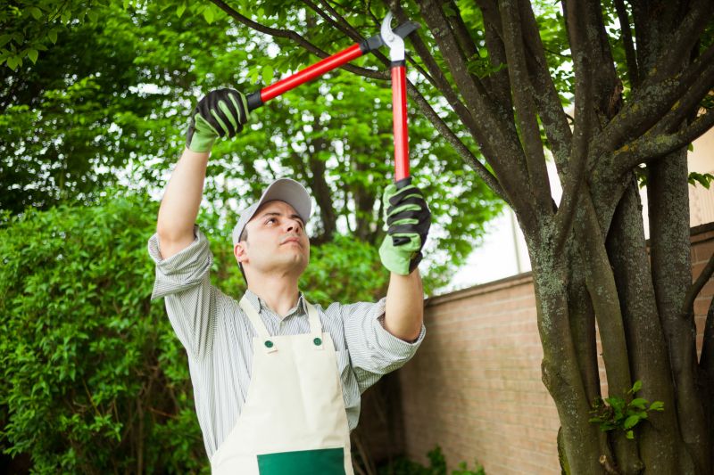 Canopy Pruning in San Jose, CA