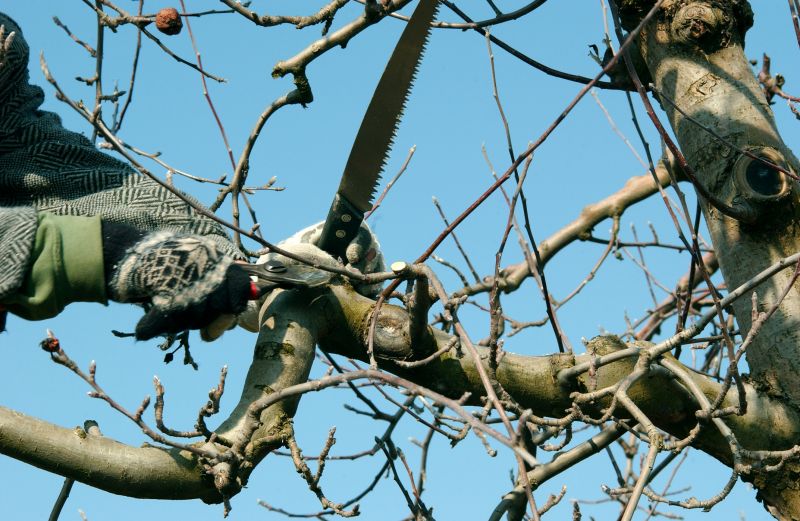Tree Shearing in San Jose, CA